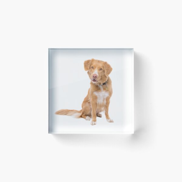 Item preview, Nova Scotia Duck Tolling Retriever designed and sold by shoppnow1.