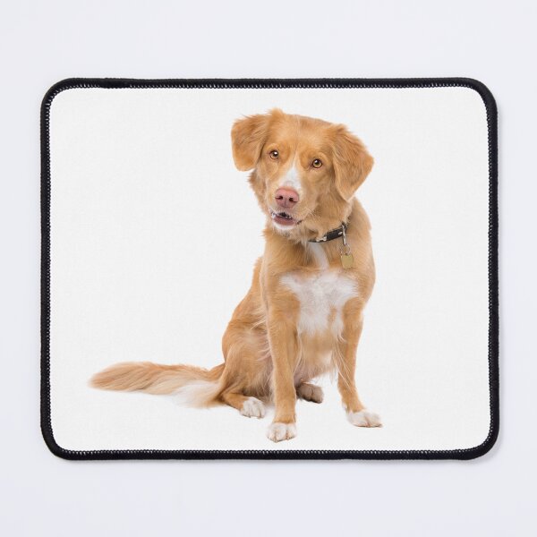 Item preview, Nova Scotia Duck Tolling Retriever designed and sold by shoppnow1.