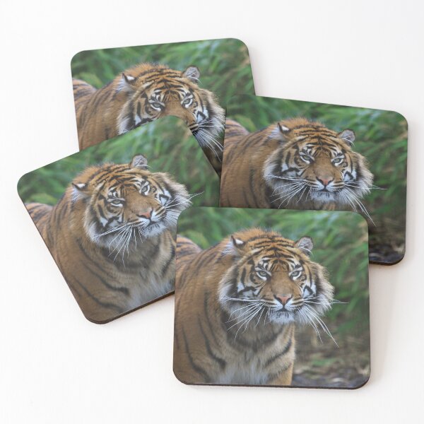 Item preview, Beautiful Male Sumatran Tiger designed and sold by francophotos.