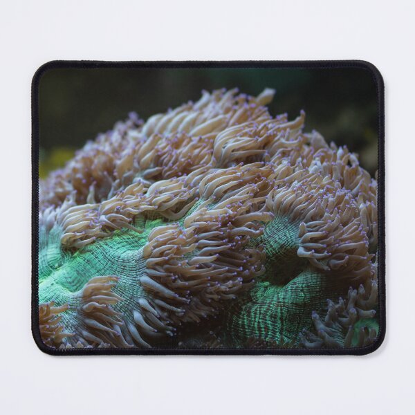 Item preview, Torch Coral designed and sold by SweepingShadows.