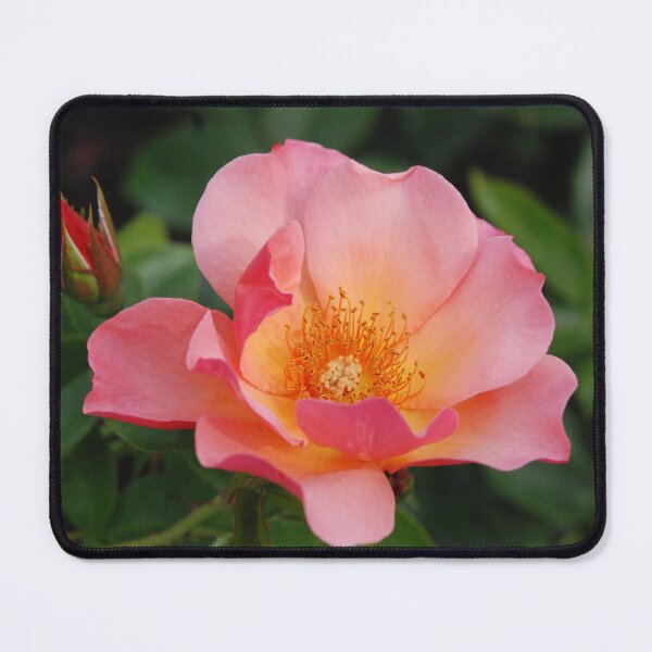 Item preview, Pink Rose and Bud designed and sold by Kathleen Brant.