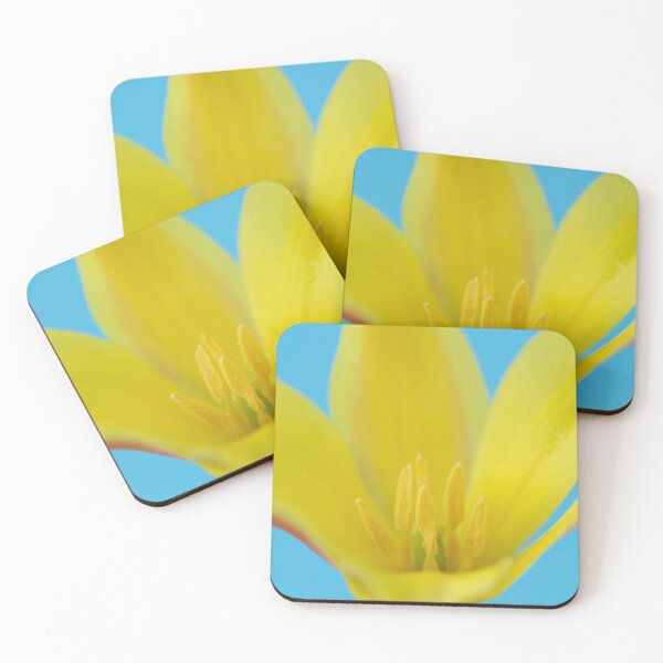 Item preview,  Tulipa kolpakowskiana AGM Kolpakowsky's tulip Miscellaneous tulip designed and sold by Chris Burrows.
