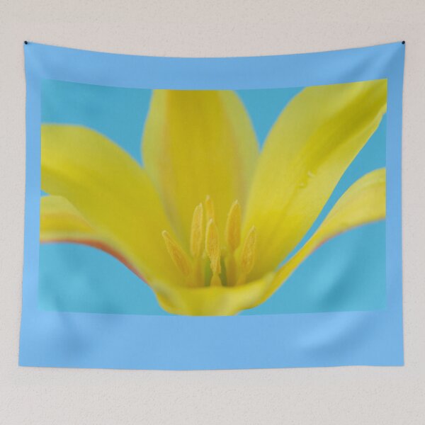 Item preview,  Tulipa kolpakowskiana AGM Kolpakowsky's tulip Miscellaneous tulip designed and sold by Chris Burrows.