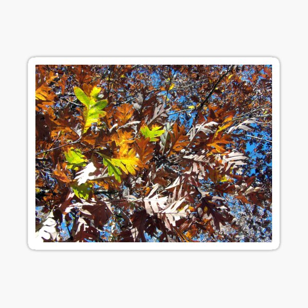 Item preview, White Oak Fall Leaves designed and sold by gistinker.