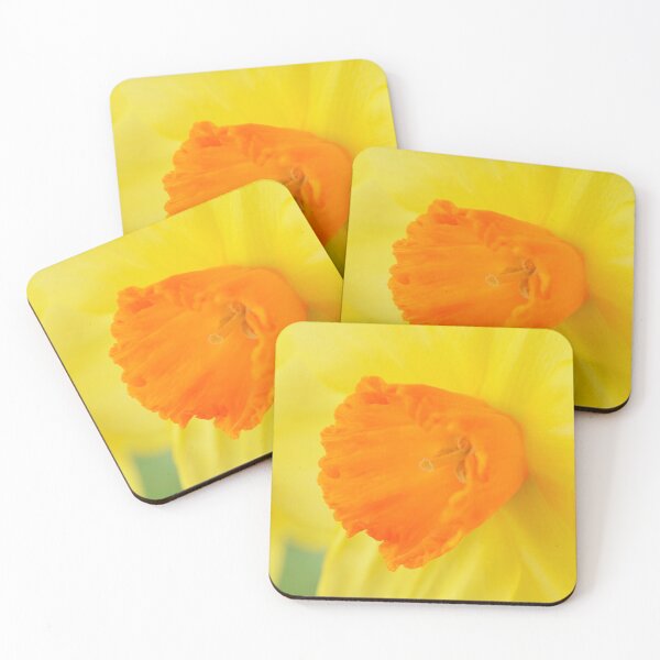 Item preview, Narcissus  'Red Devon'  Division 2 Large-cupped   Daffodil designed and sold by Chris Burrows.