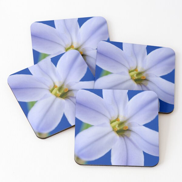 Item preview, Ipheion  'Rolf Fiedler'  AGM  Spring starflower  designed and sold by Chris Burrows.