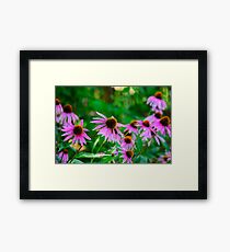 Black-Eyed Susans Framed Print
