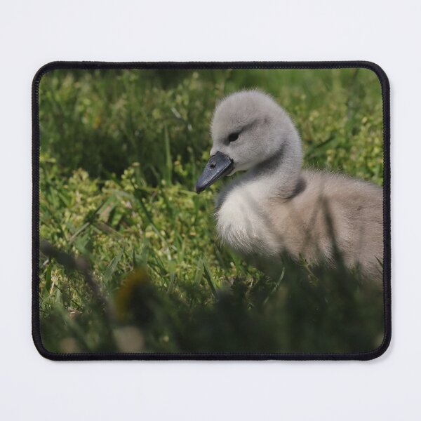 Item preview, Baby swan/cygnet  designed and sold by BirdsBugsBeyond.
