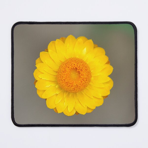 Item preview, Stunning Australian Yellow Strawflower designed and sold by IPPhotography.