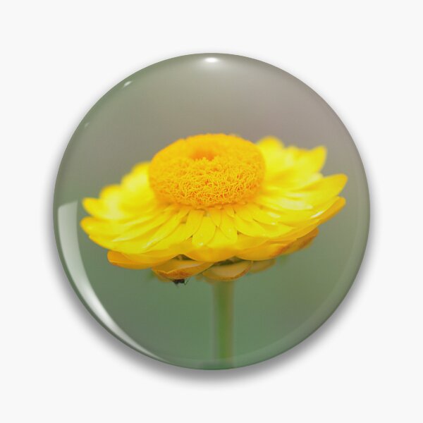 Item preview, Stunning golgen Strawflower flower  designed and sold by IPPhotography.