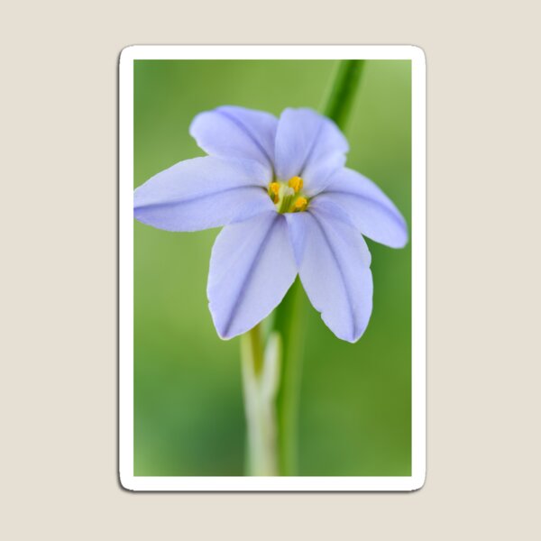 Item preview,  Ipheion & # 39; Rolf Fiedler & # 39; AGM Spring starflower designed and sold by Chris Burrows.