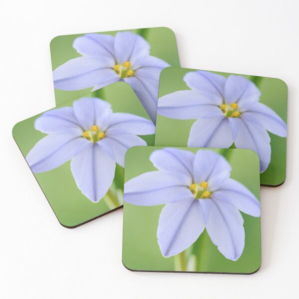 Item preview,  Ipheion 'Rolf Fiedler' AGM Spring starflower designed and sold by Chris Burrows.