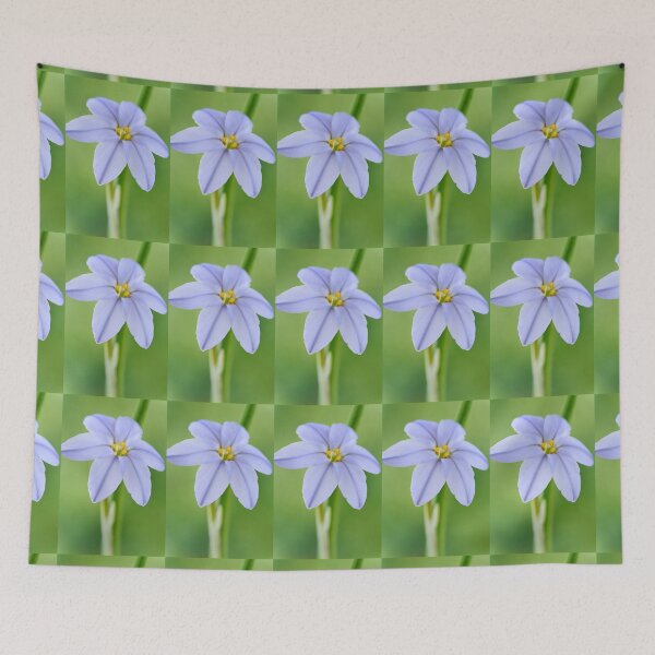 Item preview,  Ipheion 'Rolf Fiedler' AGM Spring starflower designed and sold by Chris Burrows.
