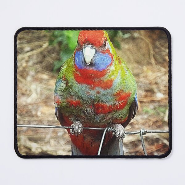 Item preview, Juvenile Parrot designed and sold by EdsMum.