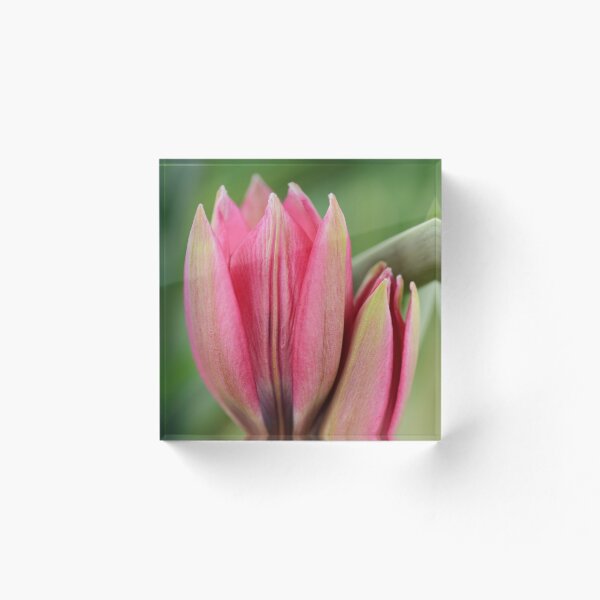 Aperçu de l'œuvre Tulipa & # 39; Petite beauté & # 39; AGM Tulip Divers tulipe créée et vendue par Chris Burrows.