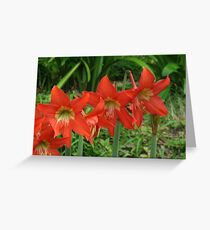 Cooktown Botanical Gardens Greeting Card