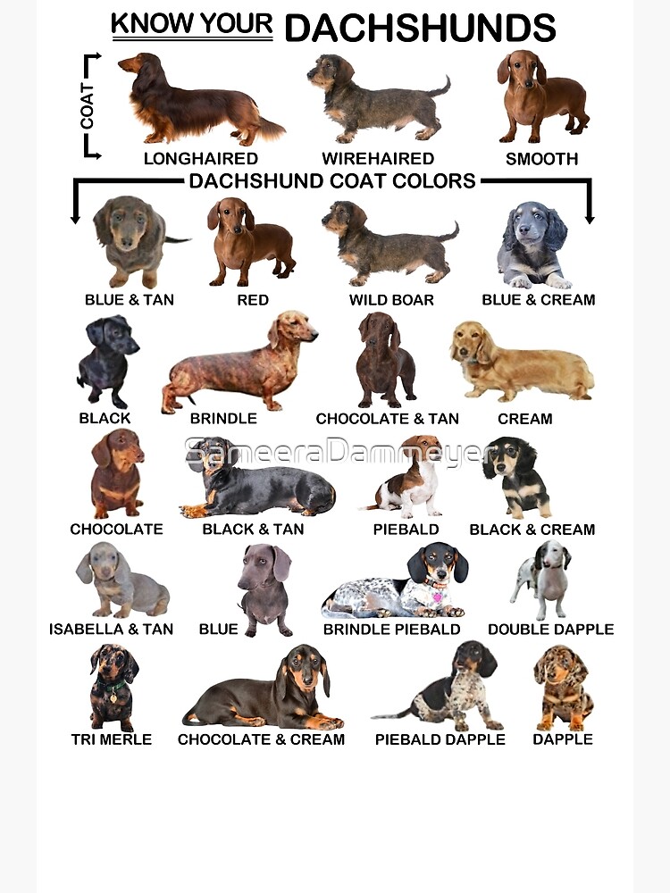 Know your Dachshunds   Poster