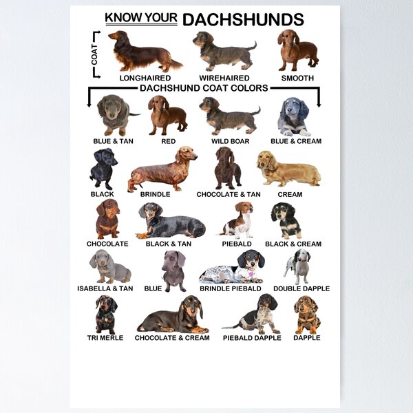 Fashion dachshund kinds