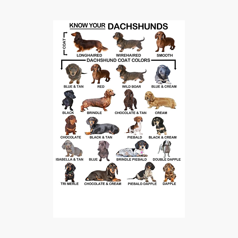 Know your Dachshunds   Poster