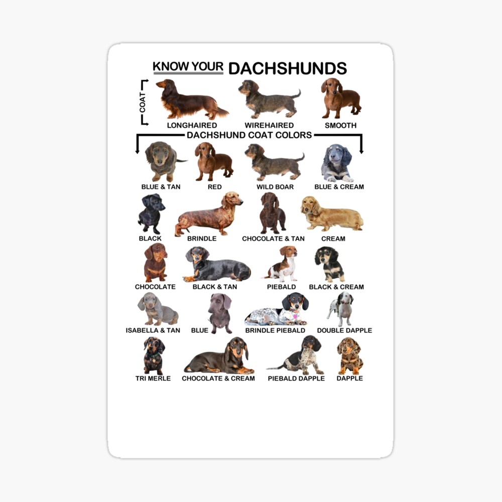 Know your Dachshunds   Poster