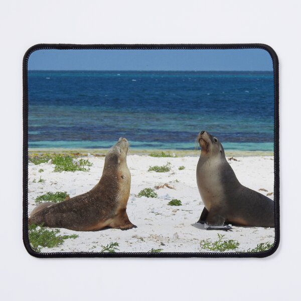 Item preview, Sea Lions in Australia-at Abrolhos Islands, WA designed and sold by Speedy.