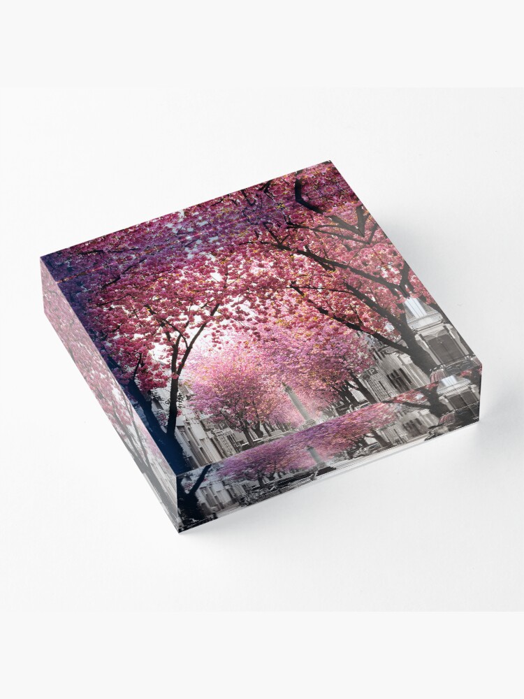 Thumbnail 3 von 5, Acrylblock, Kirschblüte Bonn, Bester Tag im Frühling designt und verkauft von VictoriaBonn.