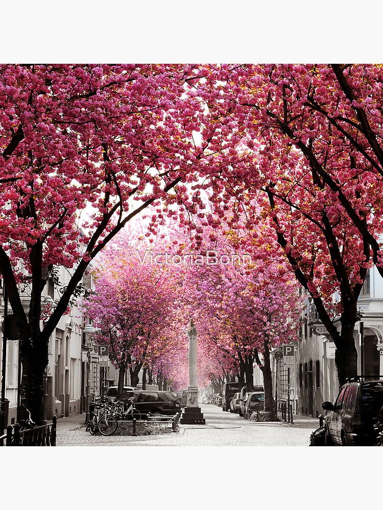 Thumbnail 5 von 5, Acrylblock, Kirschblüte Bonn, Bester Tag im Frühling designt und verkauft von VictoriaBonn.