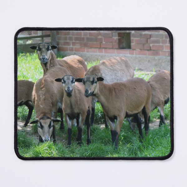 Item preview, Sheep designed and sold by Calidris Fotografie Steffi & Ben Köppler.