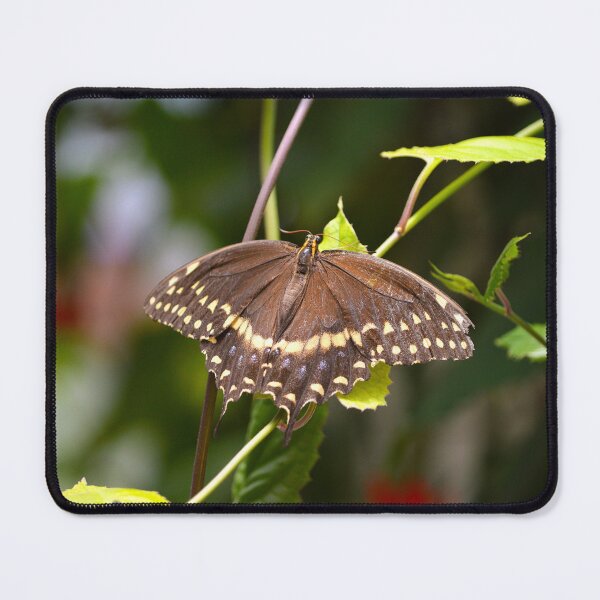 Item preview, Butterfly Garden 1 designed and sold by Nature's Reflections.