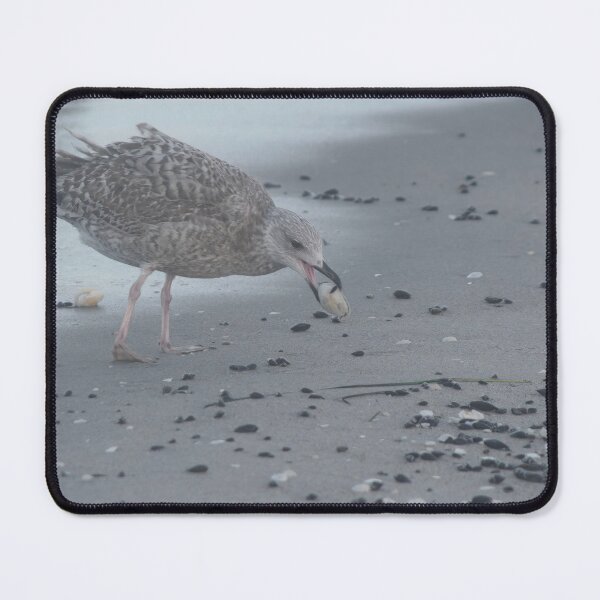 Item preview, European herring gull designed and sold by Calidris Fotografie Steffi & Ben Köppler.