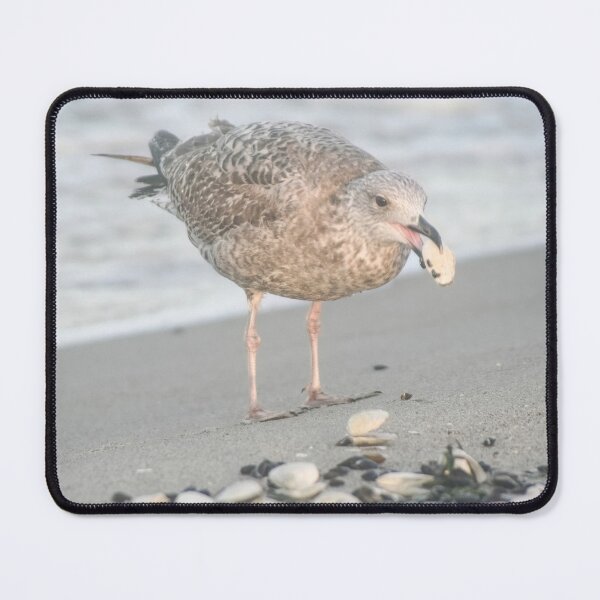 Item preview, European herring gull designed and sold by Calidris Fotografie Steffi & Ben Köppler.