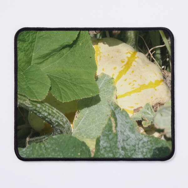 Item preview, Yellow Pumpkin Hiding designed and sold by Calidris Fotografie Steffi & Ben Köppler.