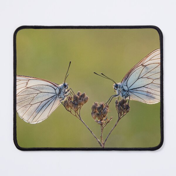 Item preview, Black-veined Whites designed and sold by Tony North.