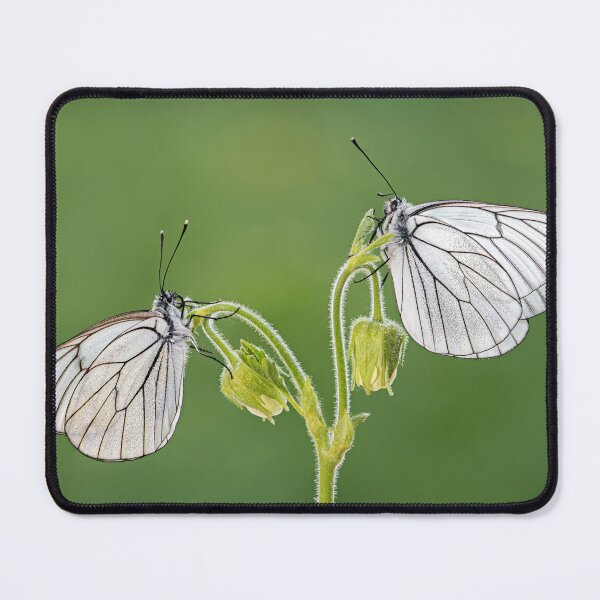 Item preview, Black-veined Whites designed and sold by Tony North.