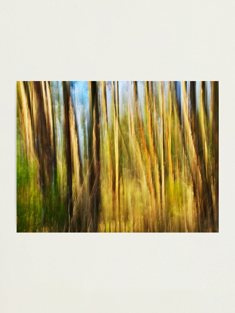 Alternate view of Eucalyptus forest in the morning light - Corsica Photographic Print