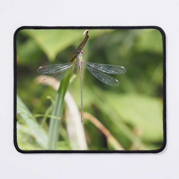 Item preview, Damselfly green blue and rust-coloured designed and sold by Syr'photographies.