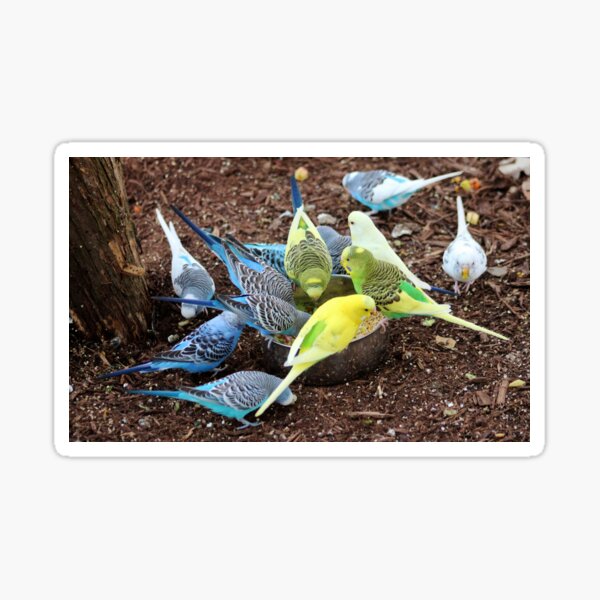 Item preview, Budgie Dive-In designed and sold by Cynthia48.
