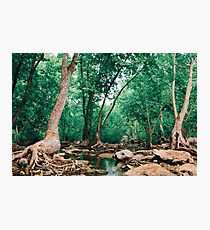Finding Terabithia Photographic Print