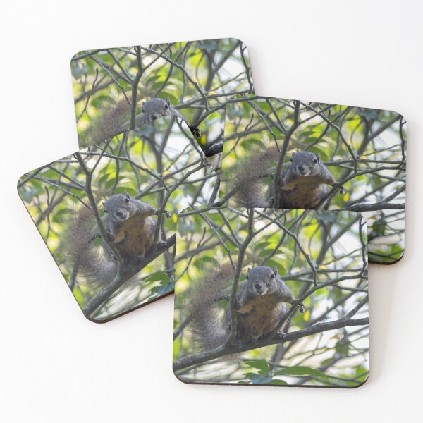 Item preview, A plantain squirrel, Callosciurus notatus, in a tree designed and sold by Zosimus.