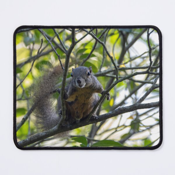 Item preview, A plantain squirrel, Callosciurus notatus, in a tree designed and sold by Zosimus.