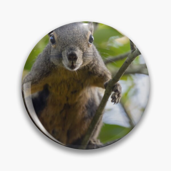 Item preview, Plantain squirrel, Callosciurus notatus designed and sold by Zosimus.