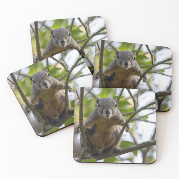 Item preview, Plantain squirrel, Callosciurus notatus designed and sold by Zosimus.