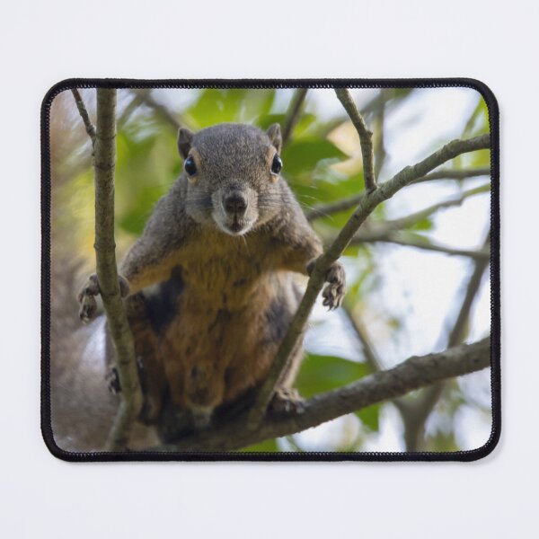 Item preview, Plantain squirrel, Callosciurus notatus designed and sold by Zosimus.