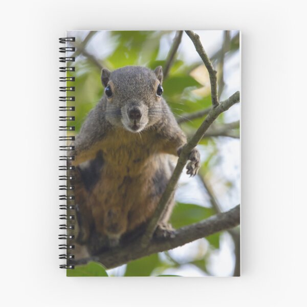Item preview, Plantain squirrel, Callosciurus notatus designed and sold by Zosimus.