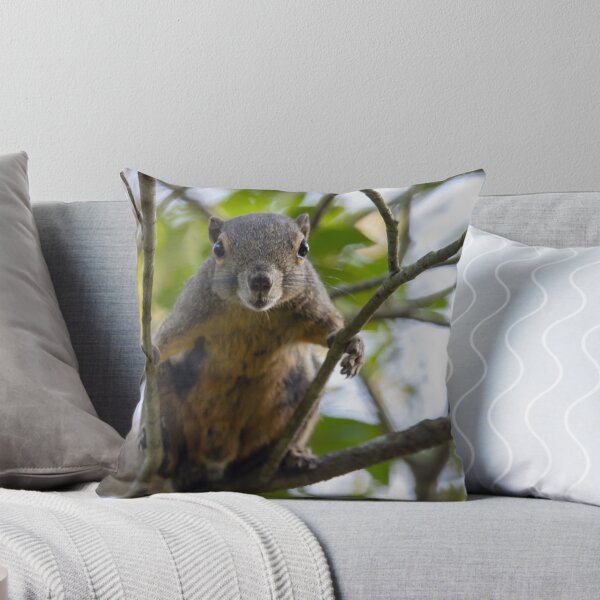 Item preview, Plantain squirrel, Callosciurus notatus designed and sold by Zosimus.
