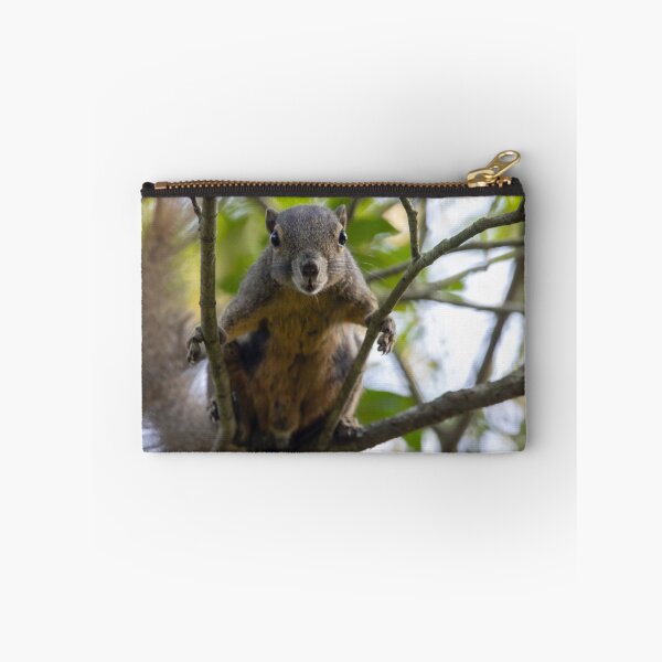 Item preview, Plantain squirrel, Callosciurus notatus designed and sold by Zosimus.
