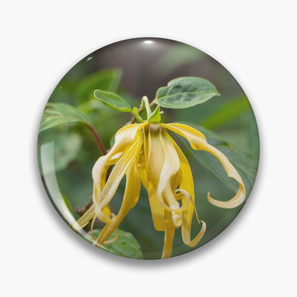 Item preview, Flower of a Ylang Ylang tree, Cananga odorata designed and sold by Zosimus.