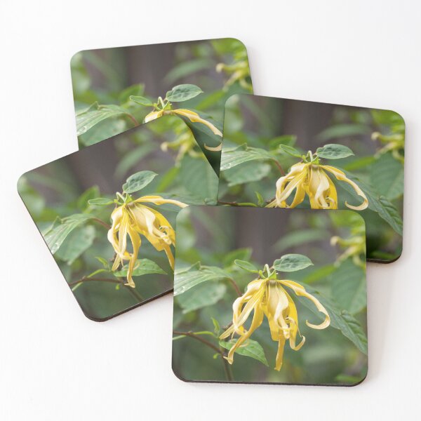 Item preview, Flower of a Ylang Ylang tree, Cananga odorata designed and sold by Zosimus.