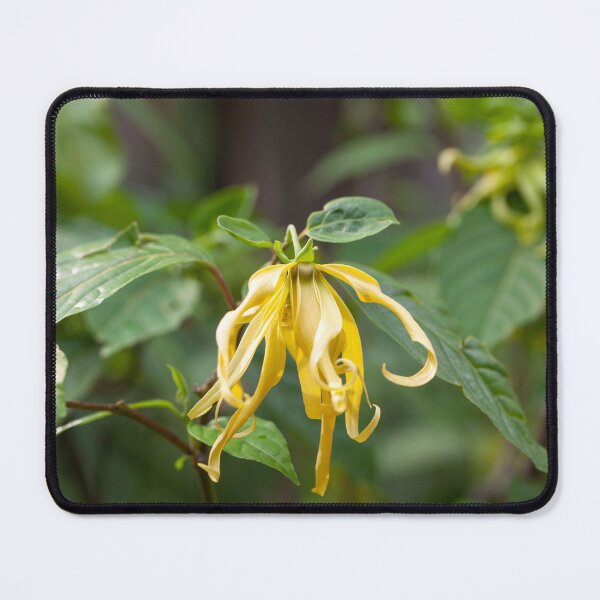 Item preview, Flower of a Ylang Ylang tree, Cananga odorata designed and sold by Zosimus.