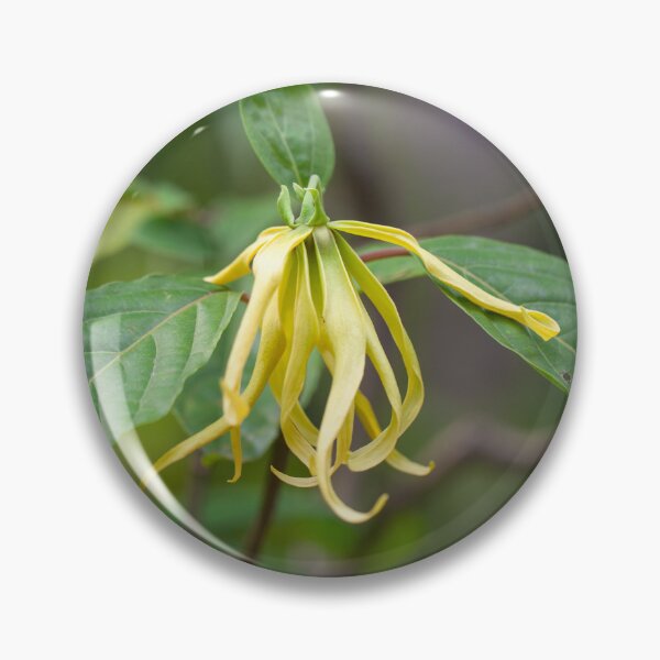 Item preview, Flower of a Ylang Ylang tree, Cananga odorata designed and sold by Zosimus.